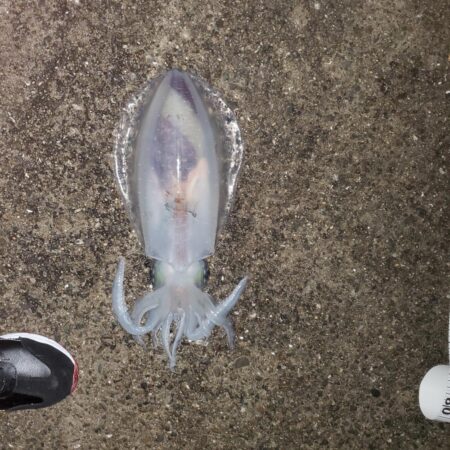 春アオリイカ狙い