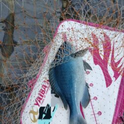 和歌山市江（吉丸渡船）でグレ釣り