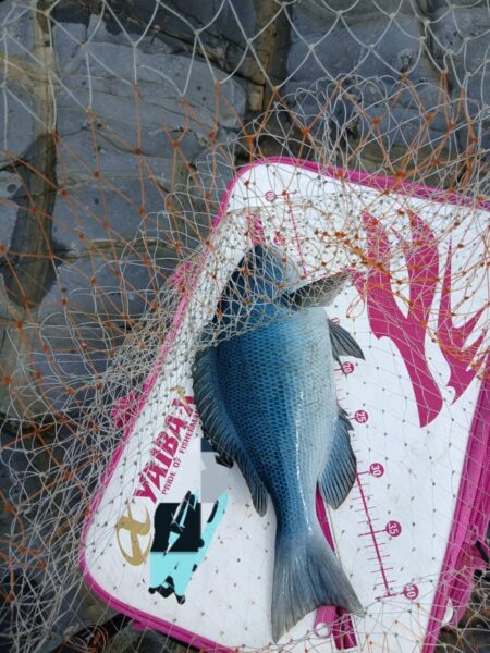和歌山市江（吉丸渡船）でグレ釣り