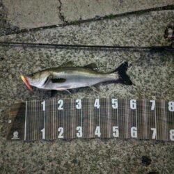 バチ抜けスタート！