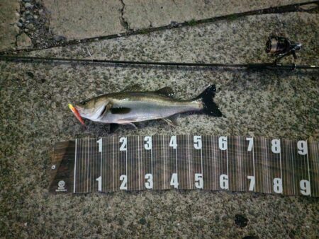 バチ抜けスタート！