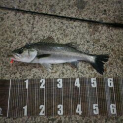 バチ抜けハイシーズン