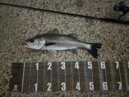 バチ抜けハイシーズン