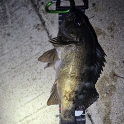 メバルの活性が高いシーズン到来