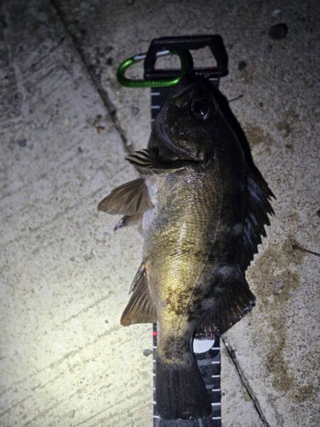 メバルの活性が高いシーズン到来