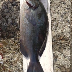 和歌山市江（吉丸渡船）でグレ釣り