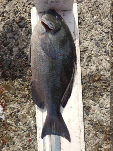 和歌山市江（吉丸渡船）でグレ釣り