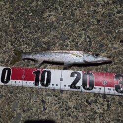 久しぶりの好釣果