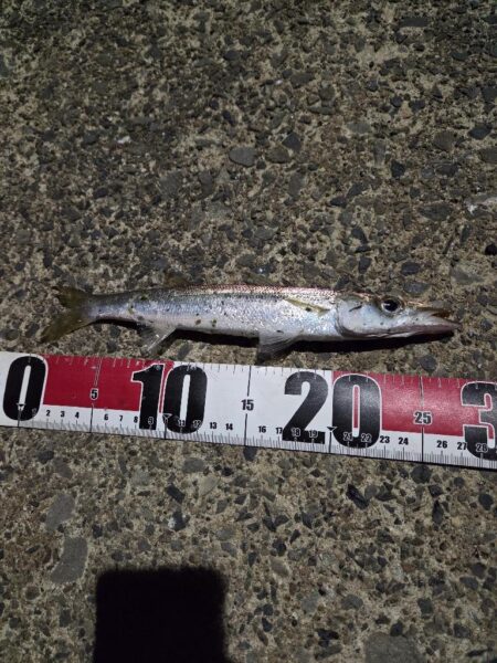 久しぶりの好釣果