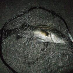 今年初シーバス