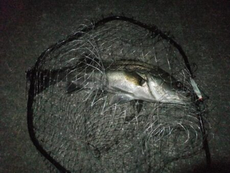 今年初シーバス