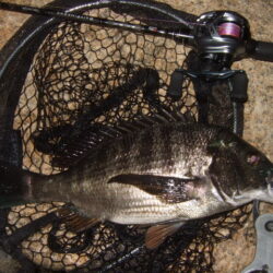 ノッコミを期待したものの