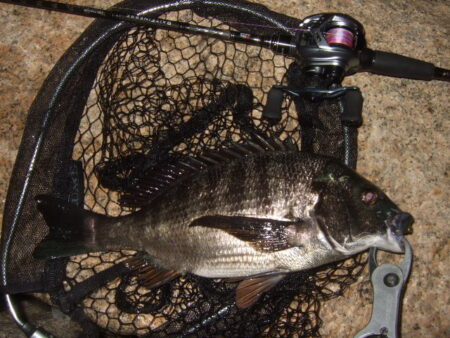 ノッコミを期待したものの