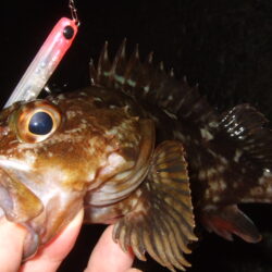 ニューロッドで