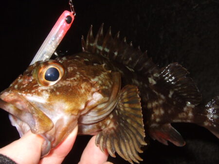 ニューロッドで