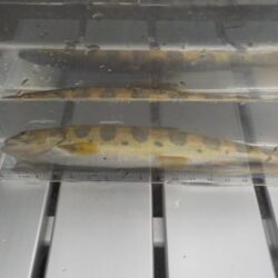 美山アマゴ釣行