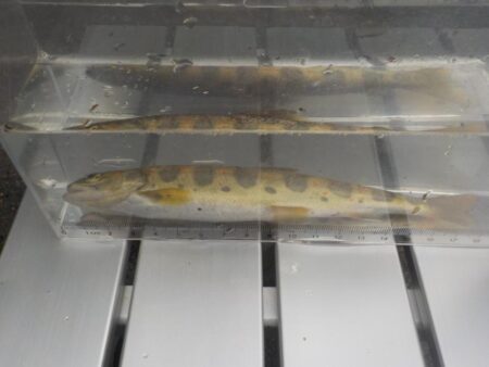 美山アマゴ釣行