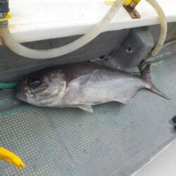 完全フカセ第1戦〜倉丸〜