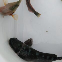 やっと回遊‼人工島の波止グレ