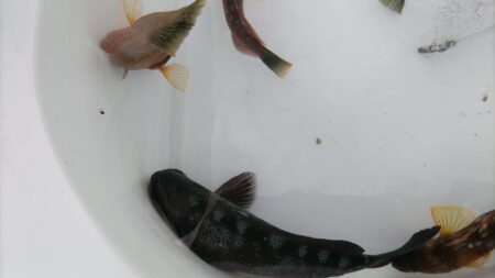 やっと回遊‼人工島の波止グレ