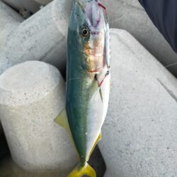 青物始まってます