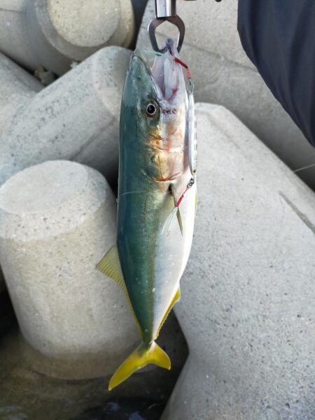 青物始まってます