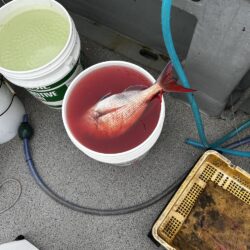 丹後でディープタイラバ