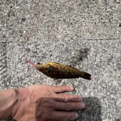 花見カレイ失敗。ポカポカの日