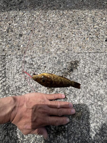 花見カレイ失敗。ポカポカの日