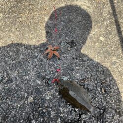 花見カレイ前線2輪咲