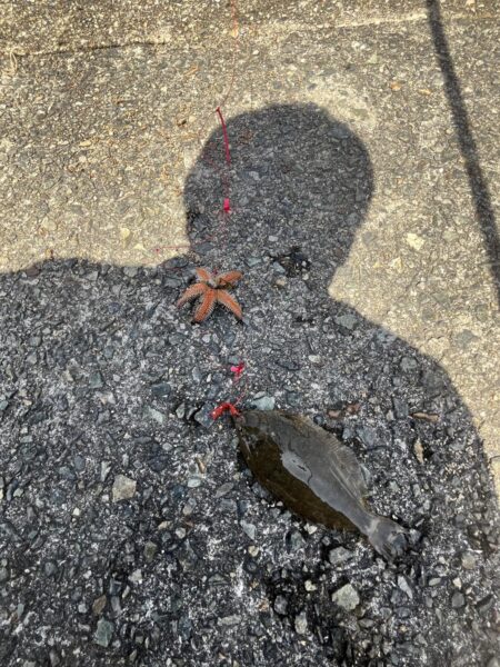 花見カレイ前線2輪咲