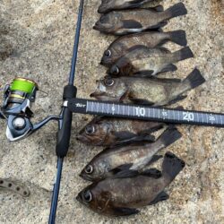 フロートメバル