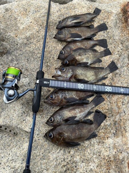 フロートメバル