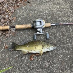 桂川スモールマウス