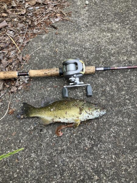 桂川スモールマウス