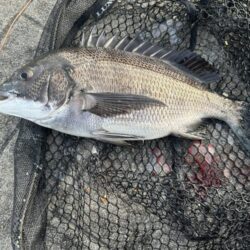 チヌふかせ釣り