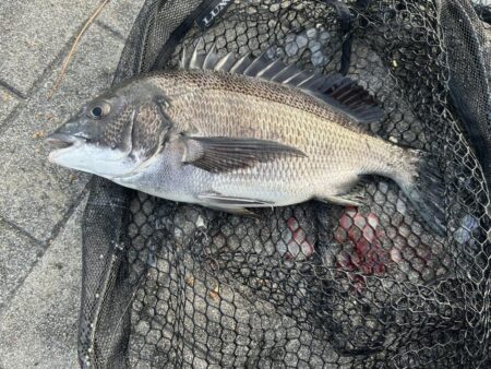 チヌふかせ釣り