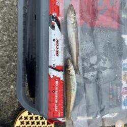 今年初のキス釣り