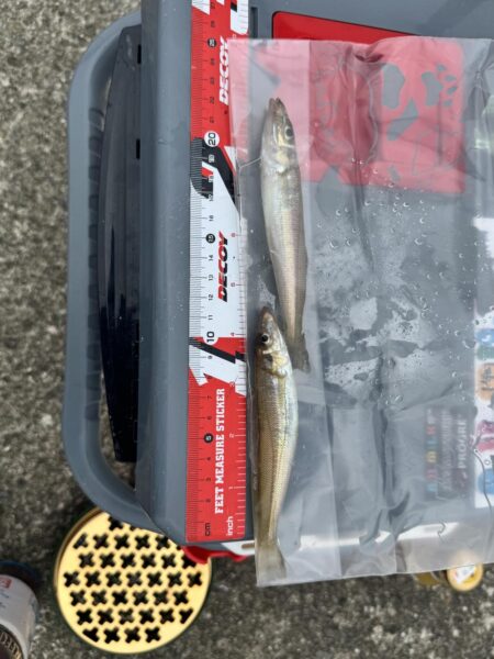 今年初のキス釣り