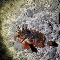 初めての釣り方を試しで…