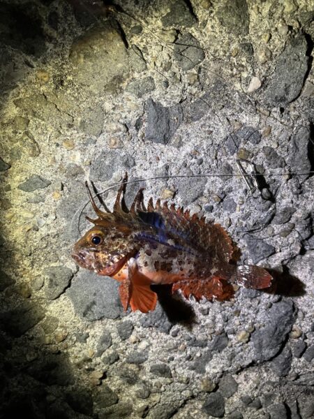 初めての釣り方を試しで…