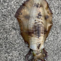 春イカ始まってます