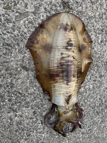 春イカ始まってます