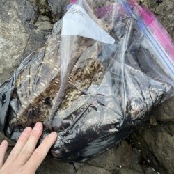 ことしはこの春イカがわきまくり