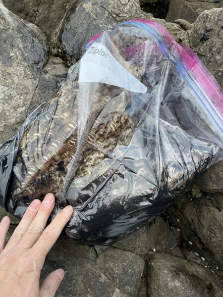 ことしはこの春イカがわきまくり