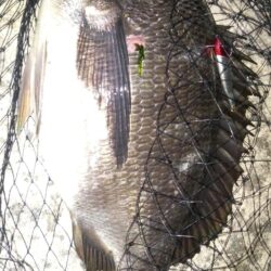 ボトムテクトロ