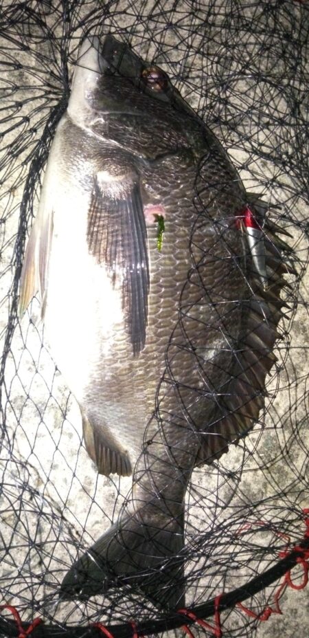 ボトムテクトロ