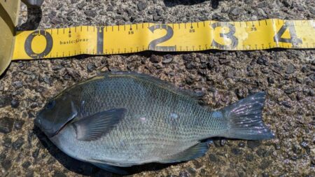 激闘！爆風小浦一文字！！