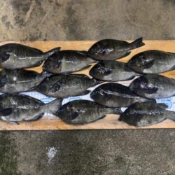 グレが入れ喰い！でも、だんだん小さくなってきた。