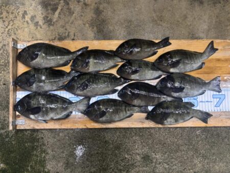 グレが入れ喰い！でも、だんだん小さくなってきた。